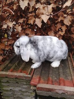 Zakrslý beran rhönský