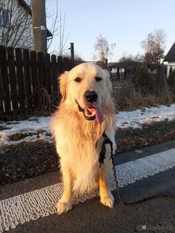 Zlatý retrívr krytí - 1