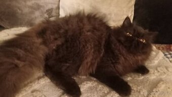 PERSKÁ KOŤATA ... ČOKOLÁDOVÝ HOCH......RARITA