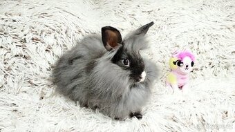 Zakrslý králík, králíček - HOLLY