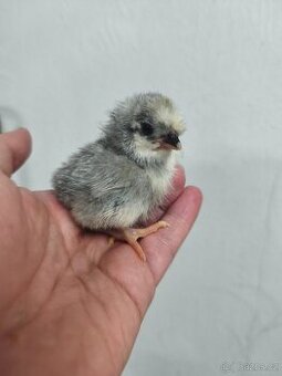 Araukana lavender barevná násadová vejce i kuřata