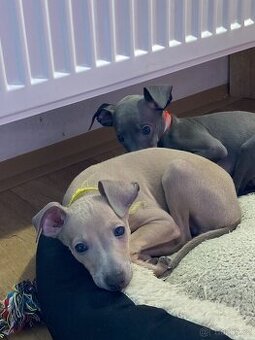 Italský chrtík s rodokmenem FCI