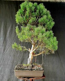 Bonsai, Bonsaj, yamadori - Pinus silvestris watereri - 1