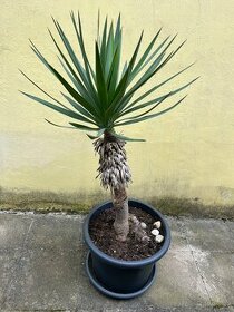 Palma Yucca Gloriosa - 1