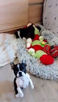 Bostonský terier,Boston Terrier,Boston
