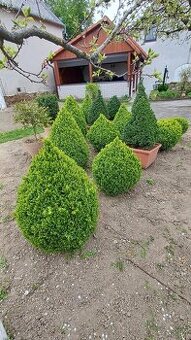 Buxus
