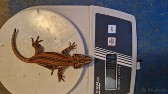 Rhacodactylus auriculatus Pagekon hrbolkohlavý