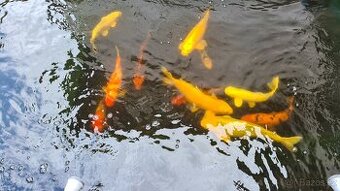 Prodám KOI kapry a jesetery