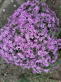 Skalničky a kobercový phlox