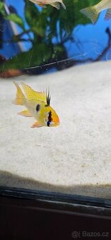 Apistogramma Mikrogeophagus Ramirezi - 1