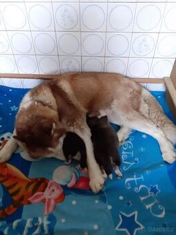 SIBIŘSKÝ HUSKY