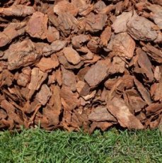 Piniová Kůra ( Pine Bark )
