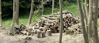 Palivové dřevo tvrdé