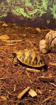 Prodám terarium