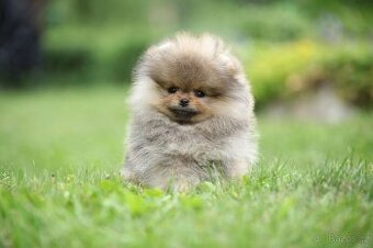 🐶 Nádherný pejsek pomeraniana – Orange sobolí barva 🧡 - 1