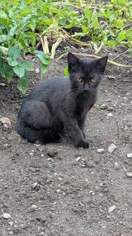 Černá koťata (kluk/holka)