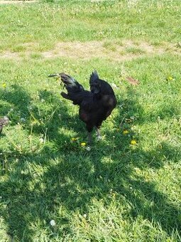 Kuřata Ayam Cemani
