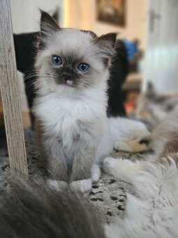 Chovatelská stanice prodává Ragdoll s PP