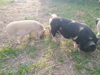 Kune kune selátka