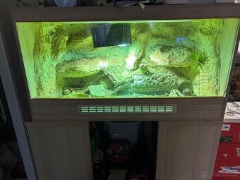 Terárium agama vousatá