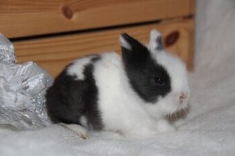 Vánoční miminka králíčků - zakrslí lvíčci, teddy