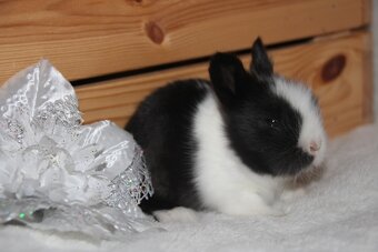 Poslední miminko Teddy králíčka s odběrem do Vánoc