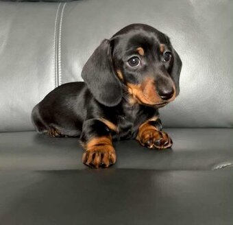 Jezevčík trpasličí