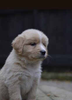 Štěňátka zlatý retrívr