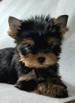 Jorkšírský teriér - fenečka s PP