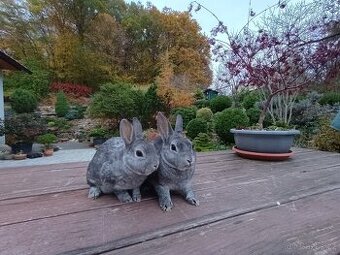 Zakrslý rex činčilový s PP miminka