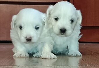 Maltézský psík/maltézáček (bez PP)