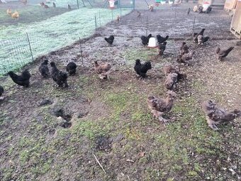 Hedvábničky velké vousaté čoko