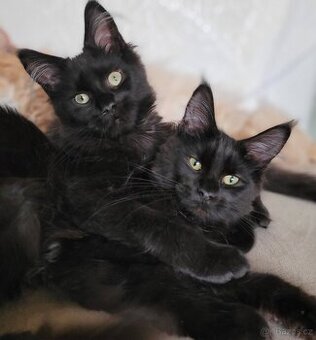 Mainská mývalí koťátka-  kocourek a kočička s PP