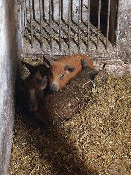 Kastrovaní kanečci Mangalice