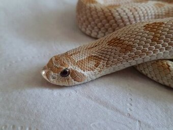 Heterodon nosatý - 1.0 NZ 2022 - 1