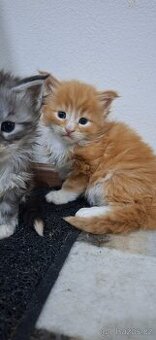 Mainská mývalí bez PP