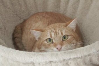 Krásný, huňatý, hebounký. hodný Bellini