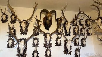 Prodám sbírky paroží