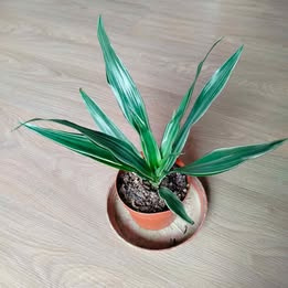 Prodám Dracenu (Dracaena Deremensis, Dračinec)