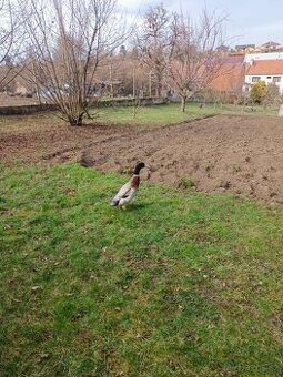 Daruji kačera indického běžce