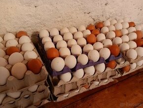 Prodám vejce - 1