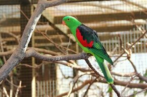 Papoušek červenokridly sameček