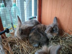 Zakrslý králík 1,5 měsíce