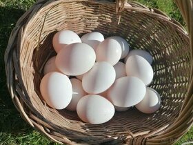 Násadová vejce Vlaška Koroptví