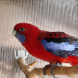 Rosela Pennant