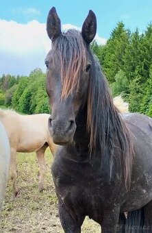Black solid Foundation Appaloosa valášek