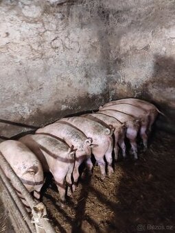 Prodám prasata 150 až 160kg za kylo