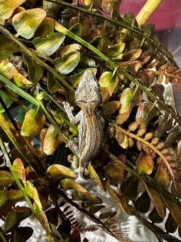 Pagekony hrbolkohlavý - Rhacodactylus auriculatus