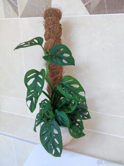 Monstera adansonii
