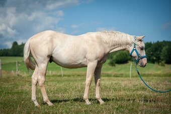 2024 QH/APHA hřebeček